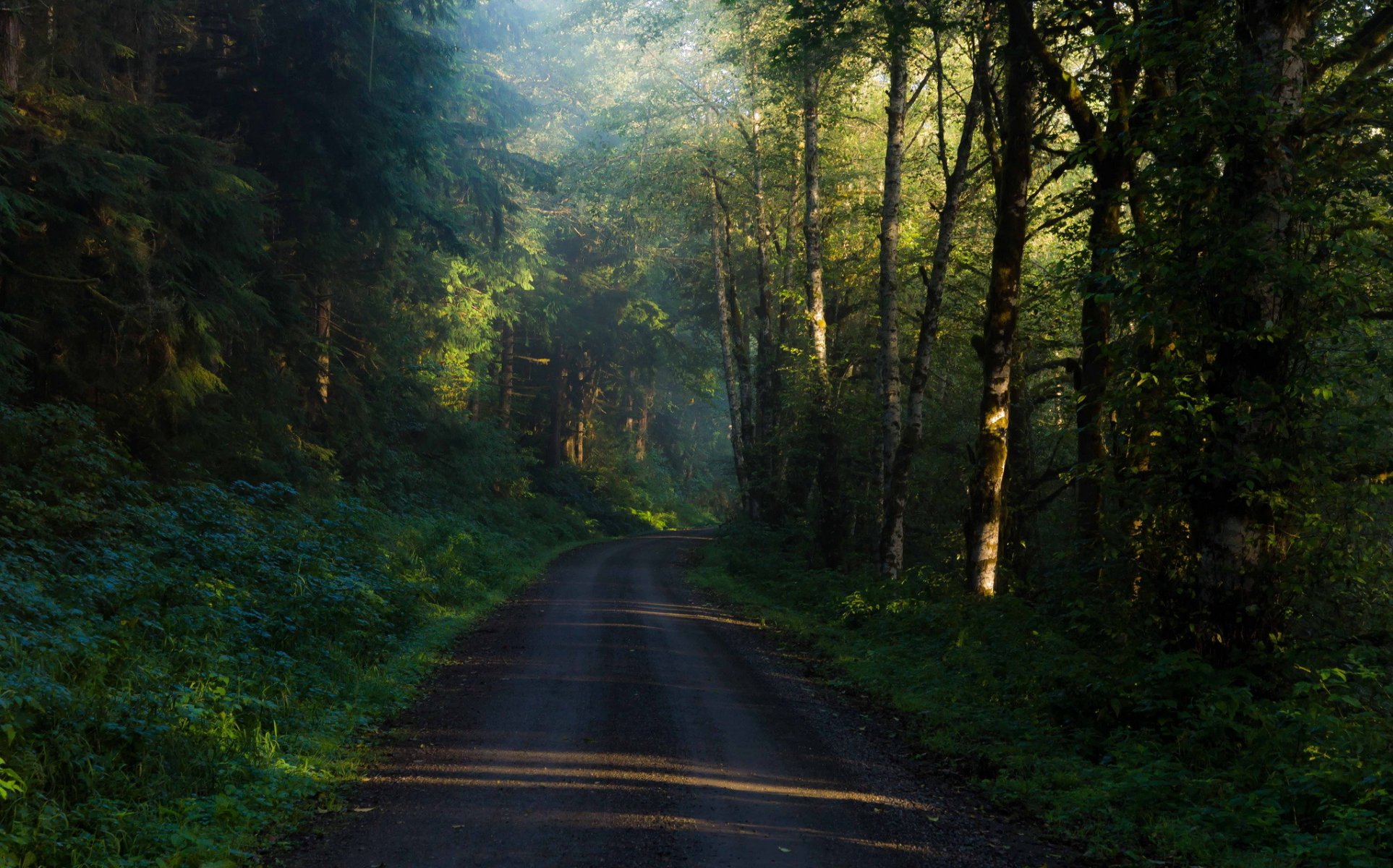 forest tree road morning