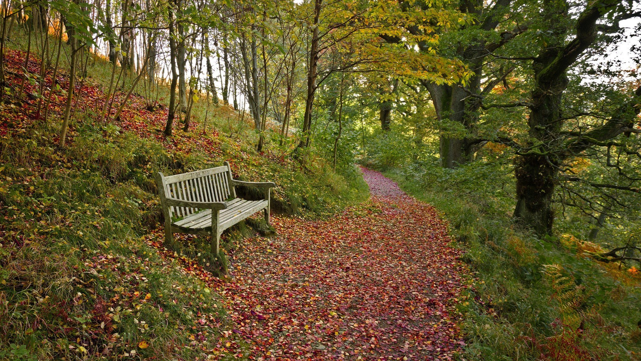 autumn forest path leaves shop bench