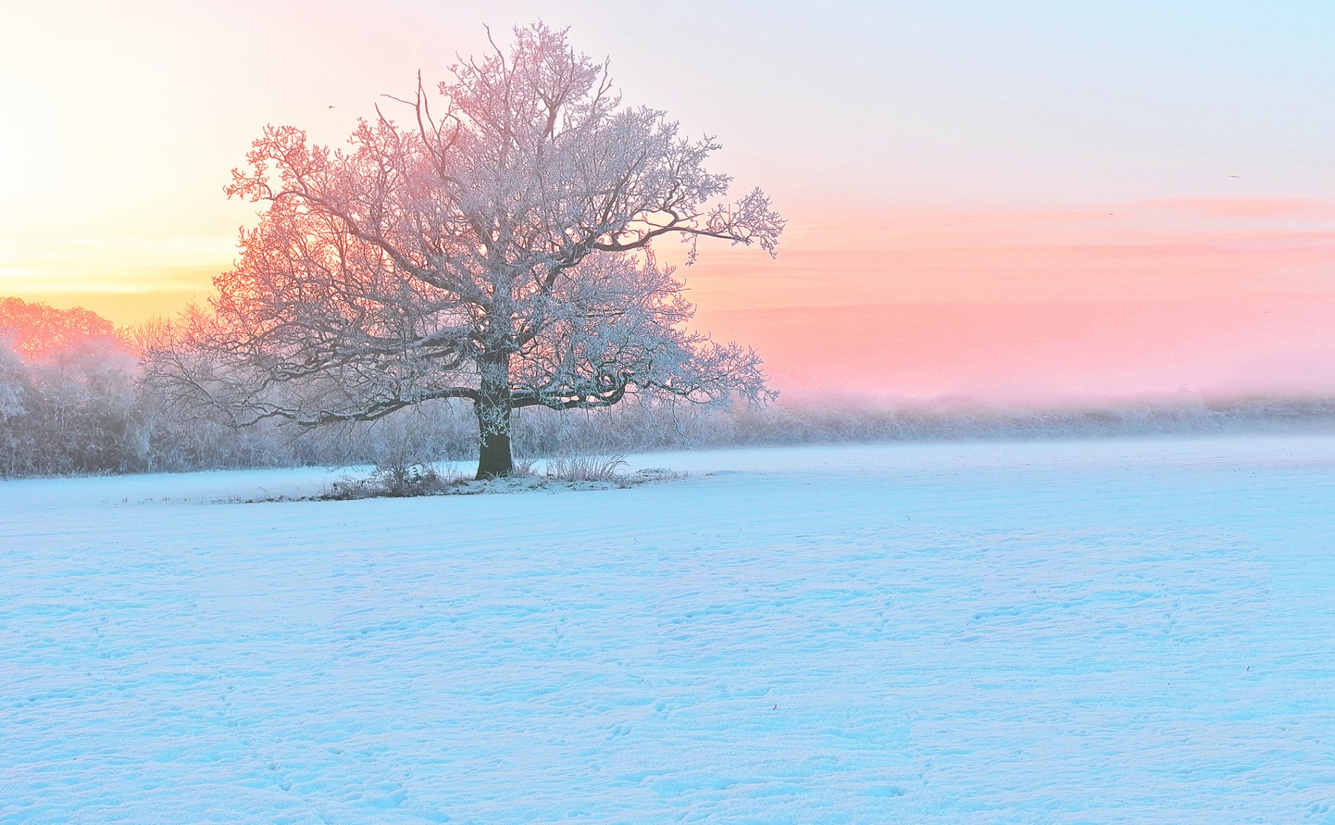 inverno neve albero gelo sera nebbia tramonto