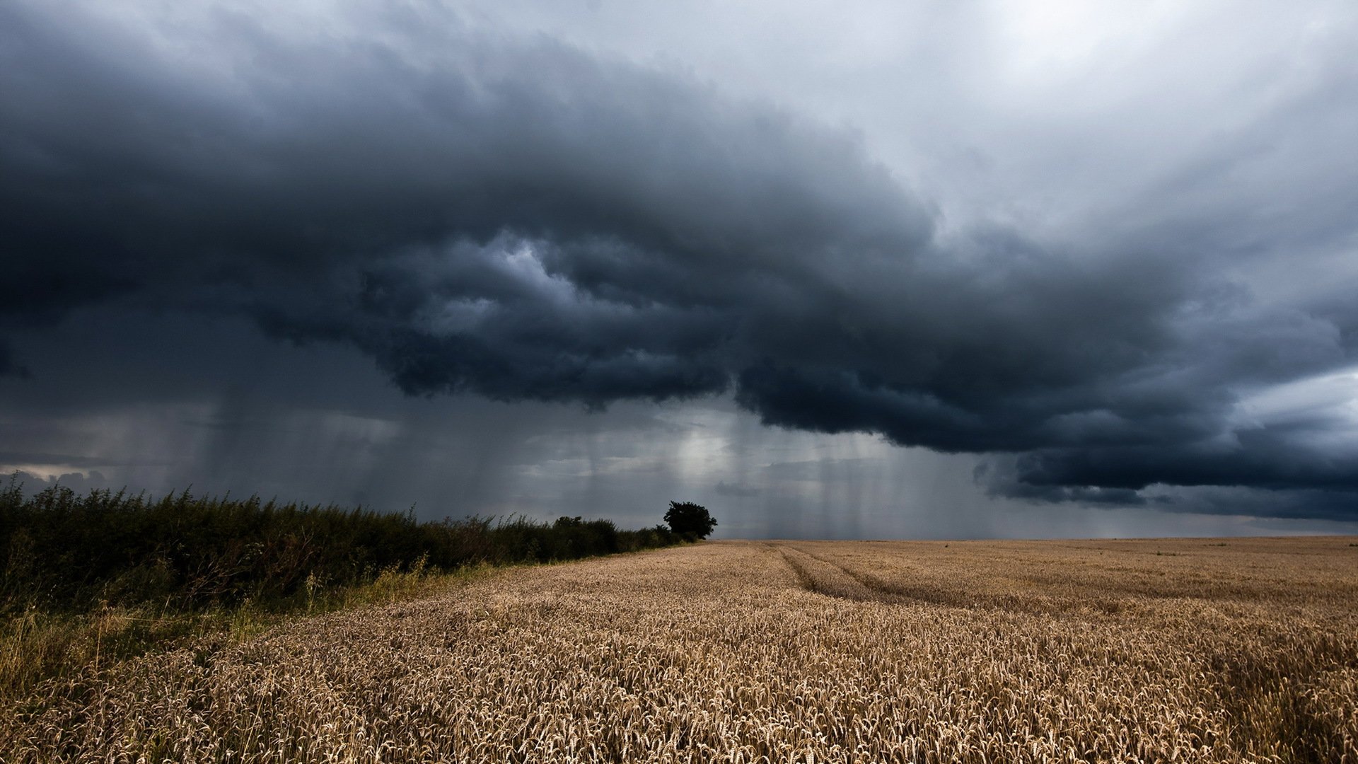 feld ohren regen landschaft