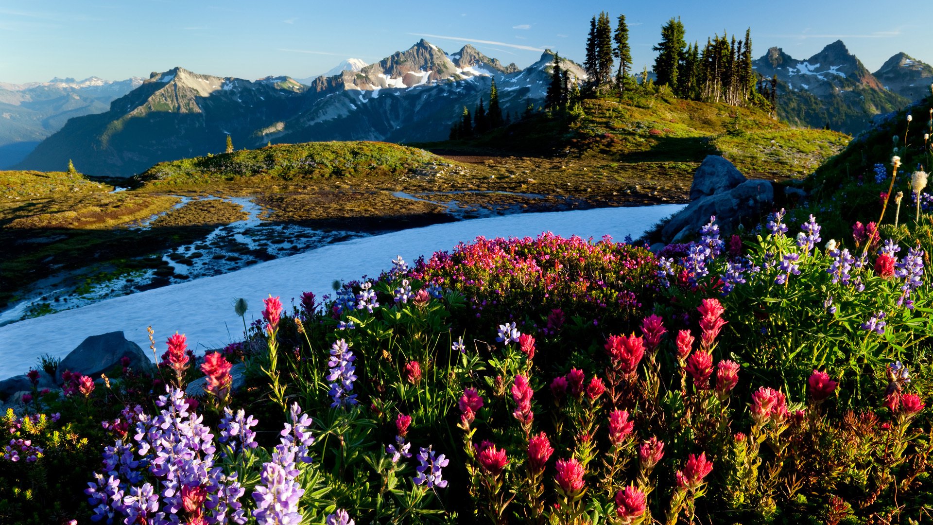 montagne neve fiori alba