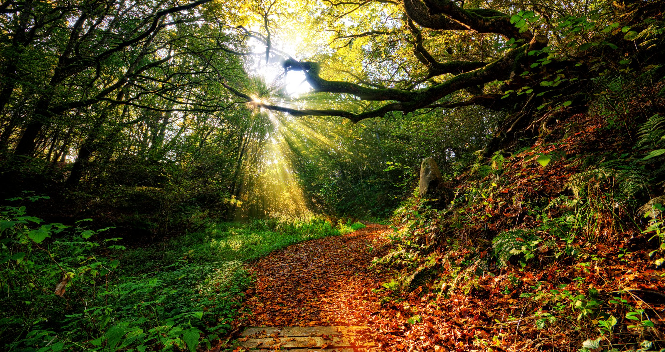 coucher du soleil herbe rayons soleil ciel nuages couleur nature vue automne feuille forêt chemin feuilles paysage