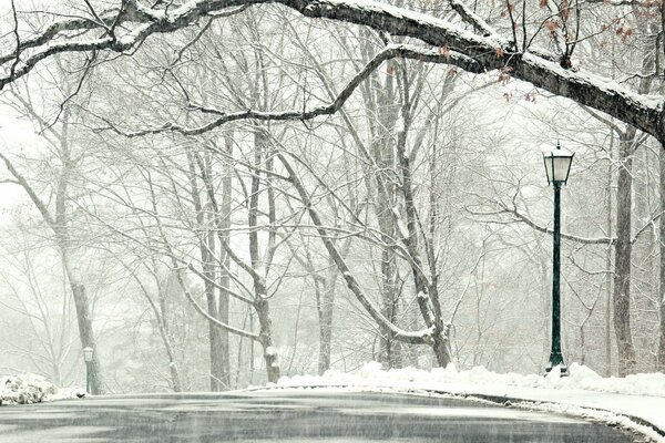 Trees covered with snow in the alley