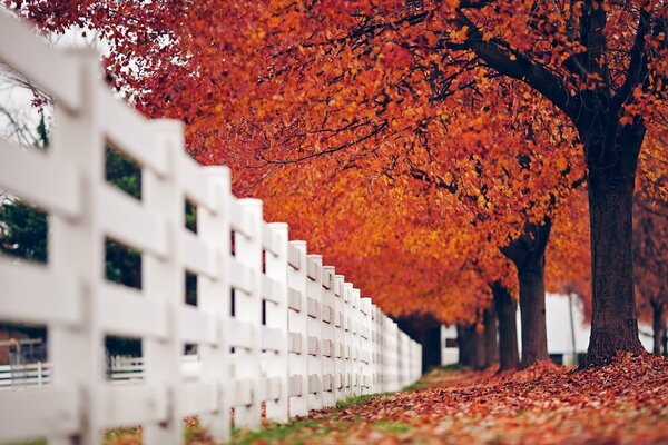 Jesienny krajobraz i ogniste liście