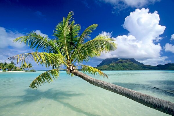 Beach with palm trees and white sand