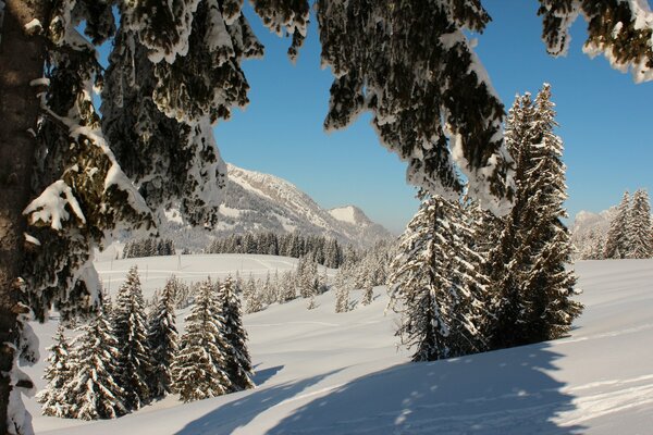 Comer en el bosque de invierno de Suiza