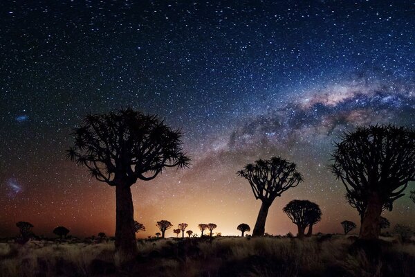 Image de grands arbres sombres sur fond de ciel étoilé