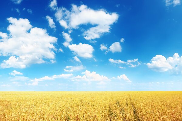 Campo de trigo y cielo azul