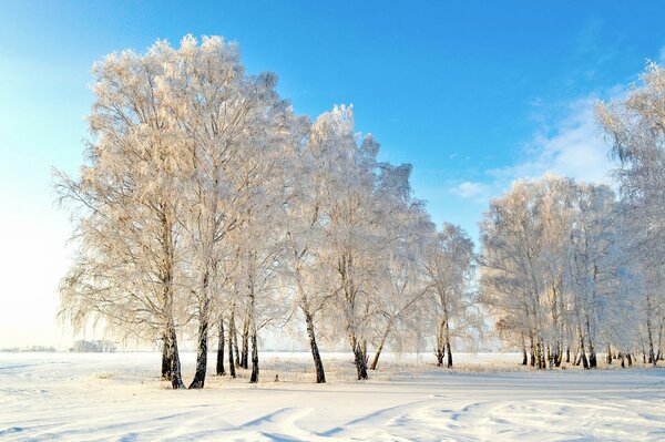 Bosque cubierto de nieve y árboles cubiertos de escarcha