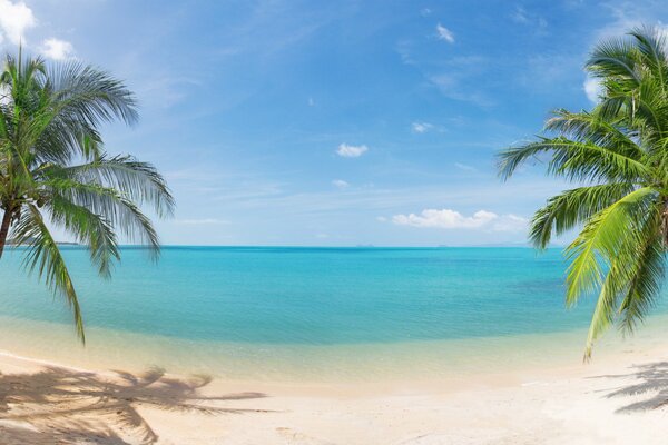 Dos palmeras en el fondo de la playa