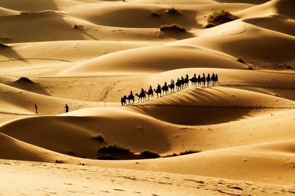 Caravane dans les barkhans du désert