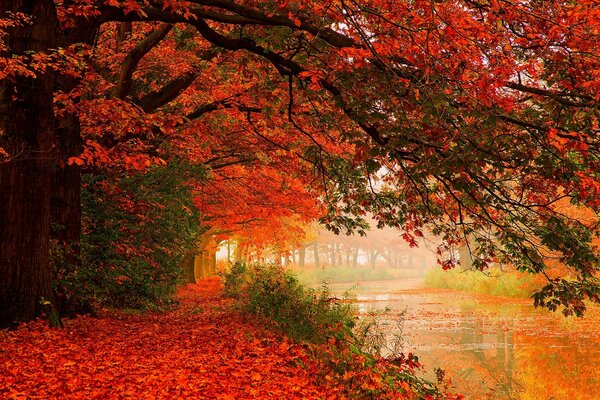 Paseo a lo largo del río y hojas carmesí a finales de otoño