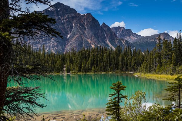 Vista del Lago Cavell, foresta