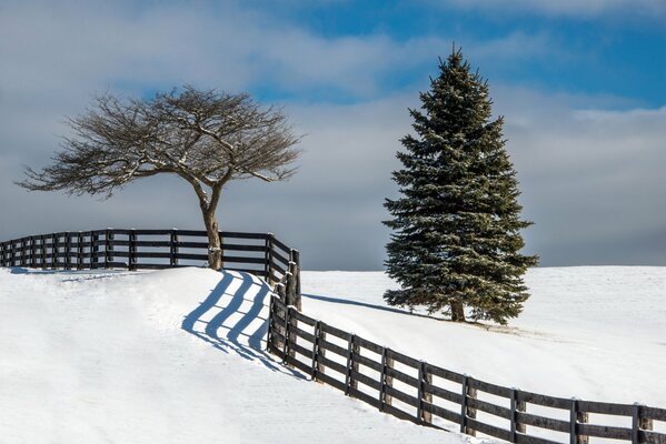 Snowy winter in the forest