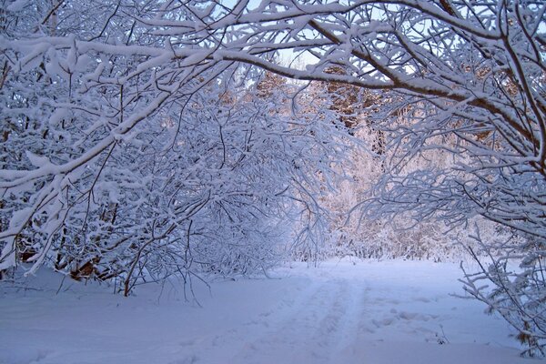 Trees in the snow in winter photos