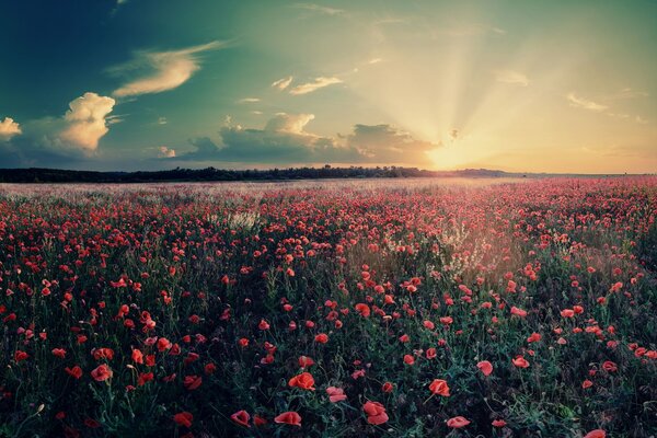 Feld von Mohnblumen bei Sonnenuntergang