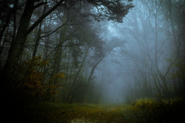 A silhouette of a man can be seen on a foggy forest road