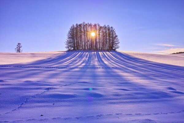 A snowy field on a sunny day among the trees