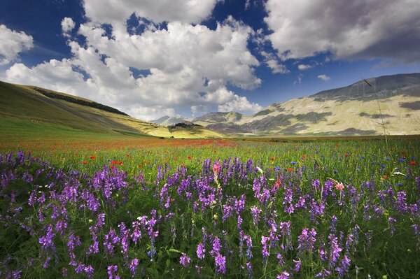 Italia colline e fiori selvatici