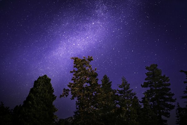 Stelle nella fitta foresta