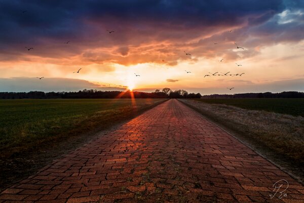 Die Straße zwischen den Feldern im Morgengrauen