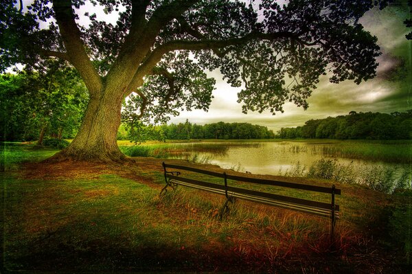 Godimento della natura dell autunno e della bellezza della foresta