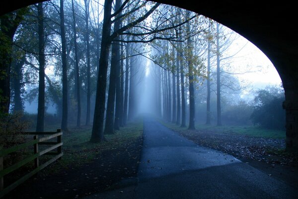 Morning foggy road in the park