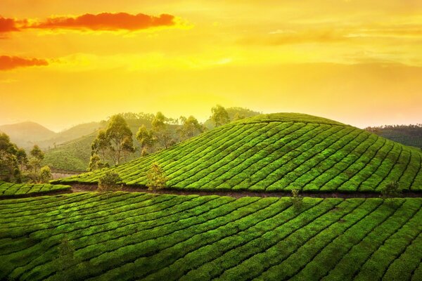 Collines vertes de l Inde sur fond de ciel jaune