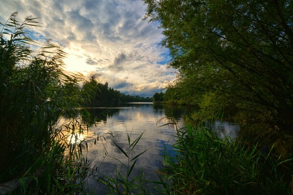 Forest lake in the morning