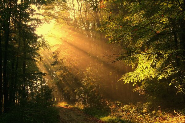 Sonnenstrahlen im Herbstwald