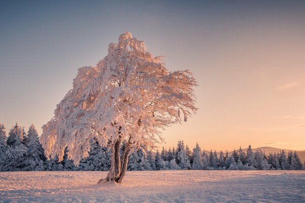 Winterschneebaum im Feld