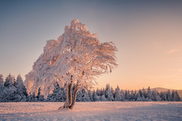 Zimowe śnieżne drzewo w polu