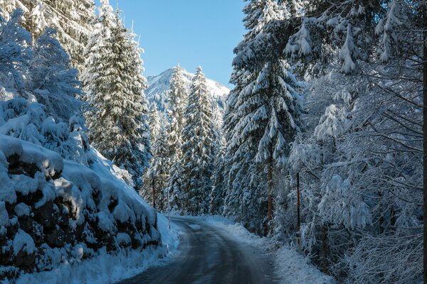 Strada circondata da una foresta di abeti rossi nella stagione invernale