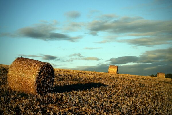 Evening haymaking in the field