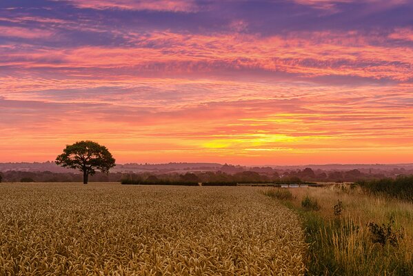 Wheat field on the background of the sunset sky