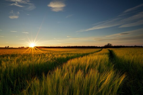 Wheat field at dawn