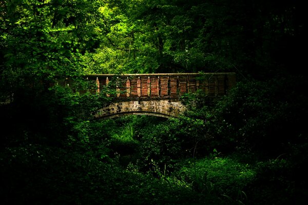 Brücke im dichten Wald