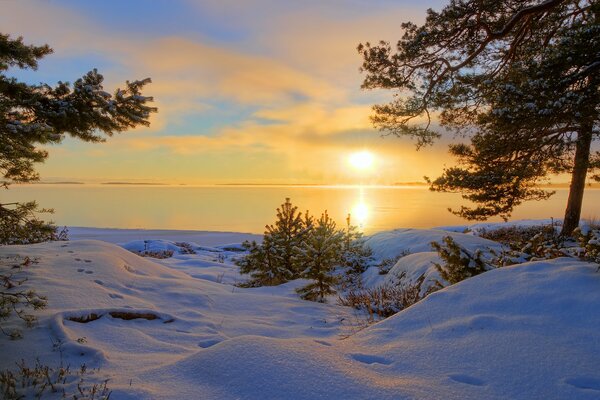 Nature hivernale au bord du lac