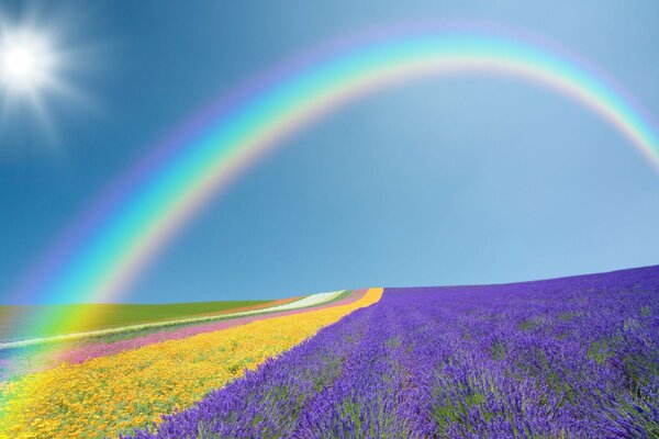 Schöner Regenbogen über dem Blumenfeld