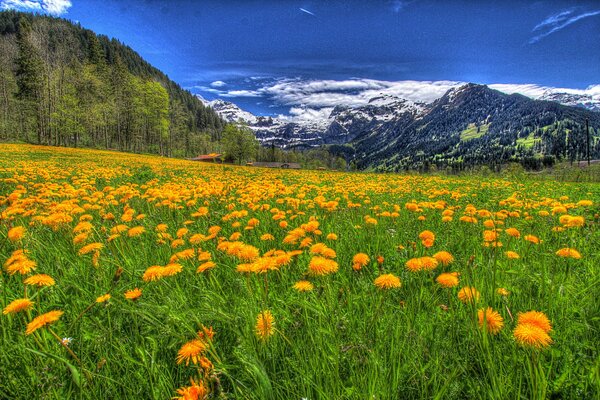 Feld mit Blumen in den Bergen