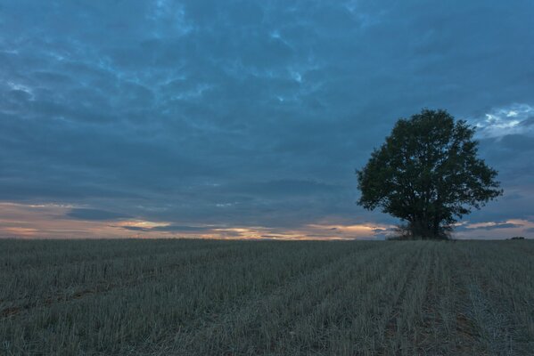 Одинокое дерево в поле над тучами