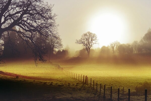 Туманное утро солнечное поле
