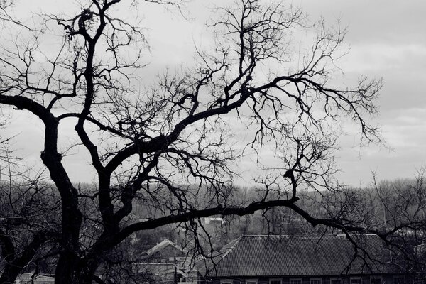 Schwarzer toter Baum auf grauem Himmelshintergrund