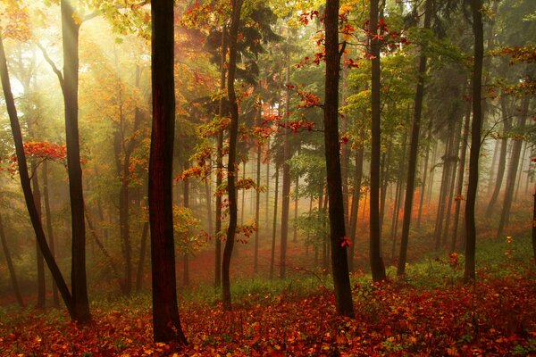 Jesienny las w rzadkich promieniach przechodzącego przez gąszcz słońca