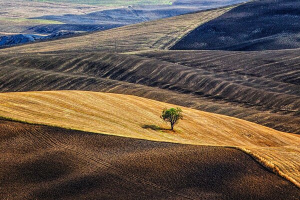 Albero solitario nei campi di Tuscana
