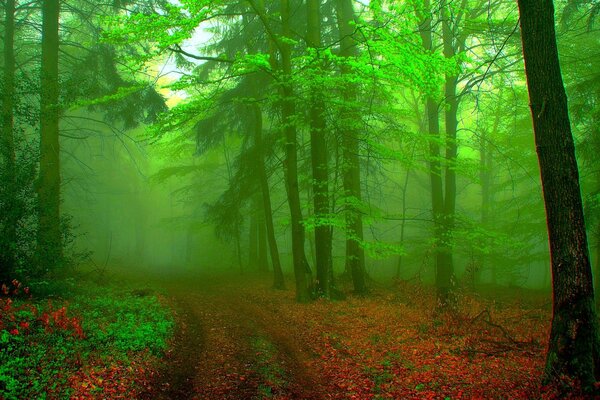 Kontrastierender Hintergrund mit einem nebligen Waldbild