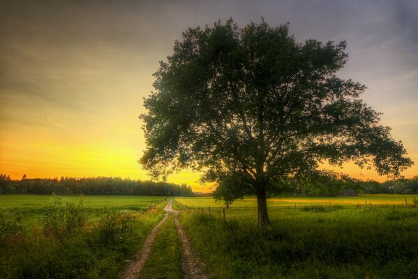 Arboleda de primavera al amanecer