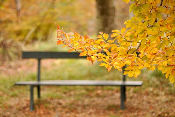 Yellow trees on a bench background