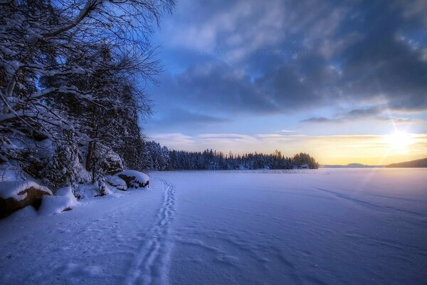 Footprints in the snow. Forest landscape