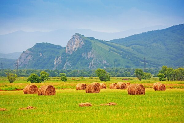Haystacks are lying on the grass